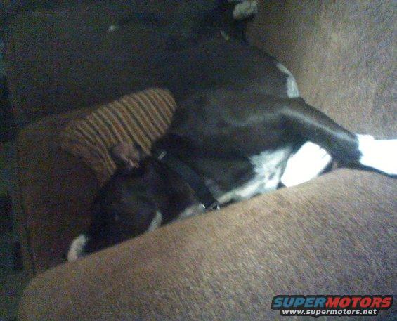 Black and white dog sleeping on a brown couch. "SUPERMOTORS www.supermotors.net" logo in lower right
