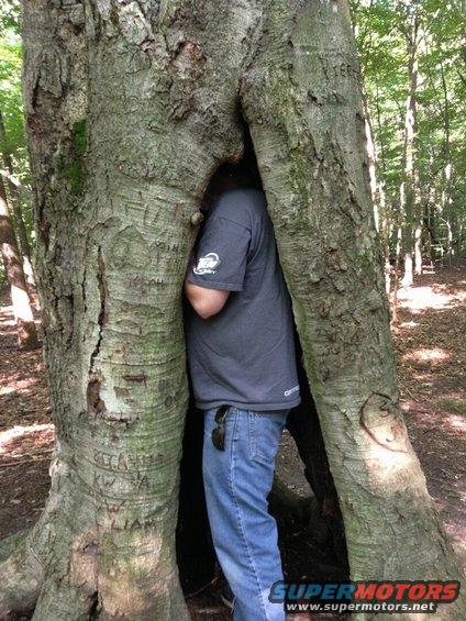 Person in a tree hollow, wearing a grey t-shirt and blue jeans. A watermark reads SUPERMOTORS.NET