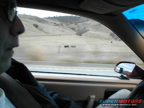 driver's side interior looking out at cows on a hillside