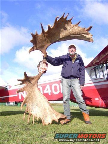big-moose-0331.jpg 84 inch Bull out of King Salmon, Ak