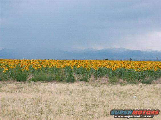 Field of sunflowers under a cloudy sky with mountains in the distance