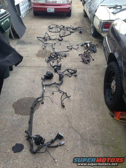 Vehicle wiring harnesses spread out on concrete driveway next to cars