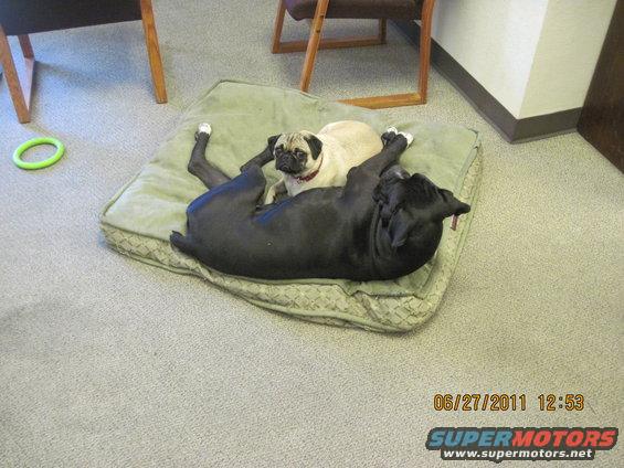 Black dog and pug lying on a dog bed, with a green ring toy on the carpet nearby