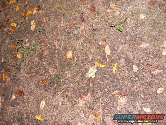 Ground covered in dry leaves and grass with a "SUPERMOTORS.NET" watermark