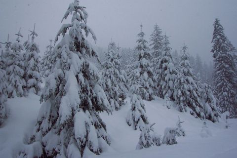 1996 Ford Bronco - Snow covered trees & about three feet of fluffy white powder. About half way up Blair Lake trail road (Salt Rock & Long Prairie). (4,000 fe…