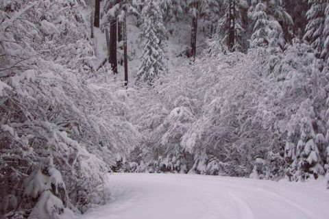 1996 Ford Bronco - Snow covered branches. (12/27/2003)