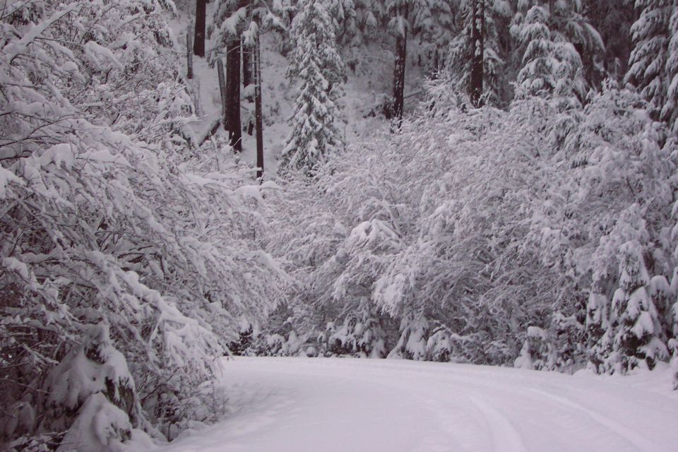 Snow covered branches.  (12/27/2003)