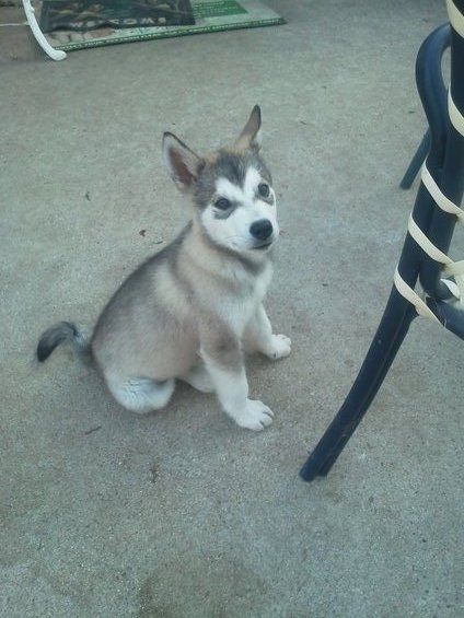1988 Ford Bronco - A young husky puppy with distinctive markings sits patiently on a concrete patio.