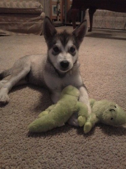 1988 Ford Bronco - A young husky puppy rests on a carpeted floor, its paws resting on a green stuffed toy.