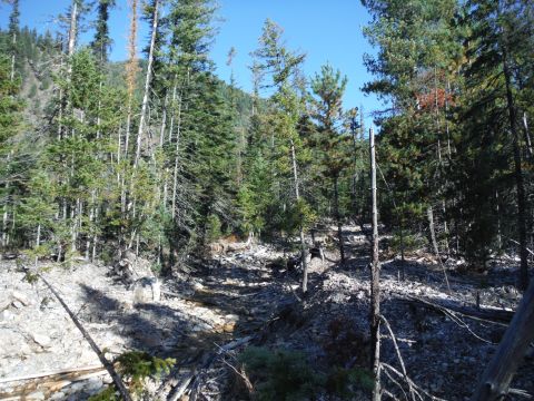 2005 Jeep Wrangler - A sunny day in a forest with many tall evergreen trees and a rocky, dry creek bed.