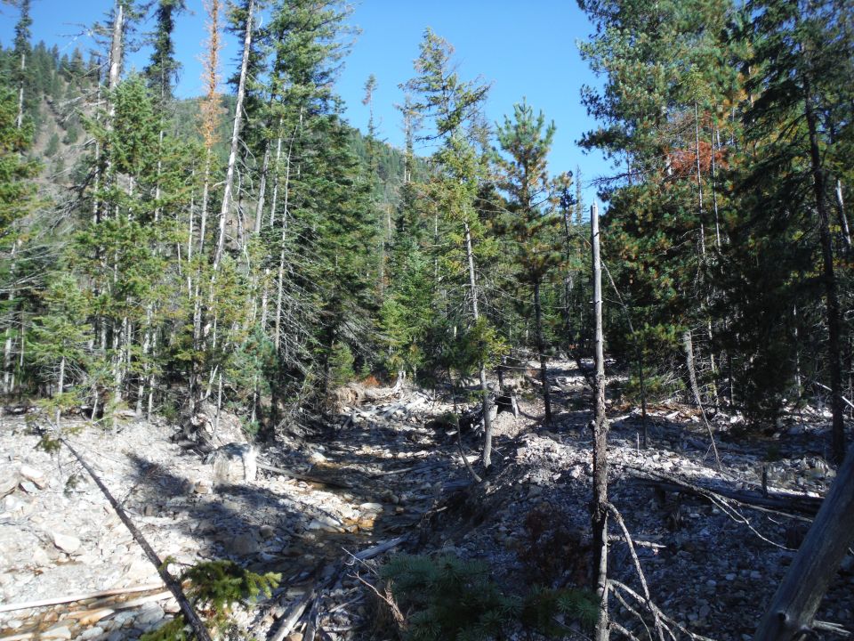 Sunny forest scene with evergreen trees and a rocky creek bed.