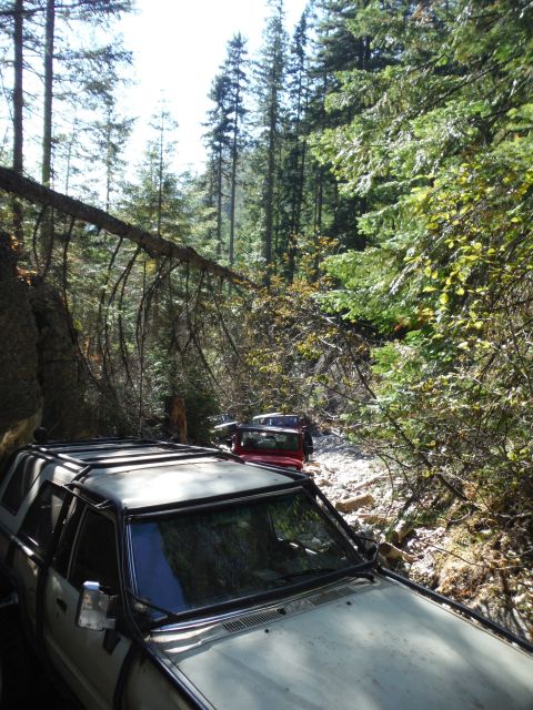 2005 Jeep Wrangler - Multiple SUVs navigate a challenging, rocky path through a dense forest with fallen trees.