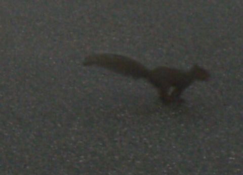 2006 Ford Crown Victoria - this is a friendly squirrel that helped me install the double din dvd player