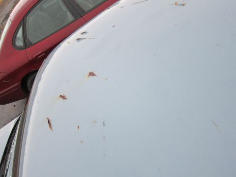 2001 Ford Crown Victoria - A close-up view shows rust spots on the hood of a white car parked next to a red car.