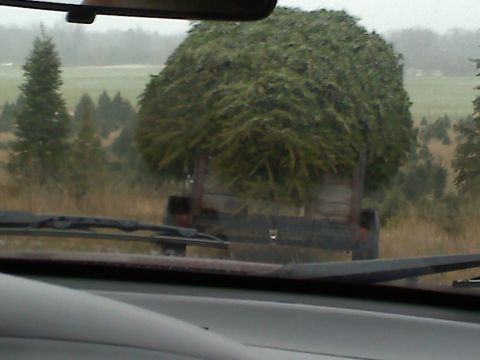 1978 Ford Bronco - A truck transports a massive evergreen tree, viewed from the perspective of another vehicle on a rural road.
