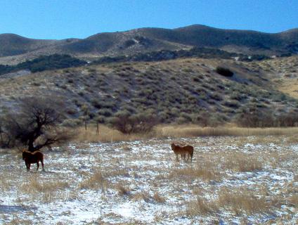 1988 Ford Bronco - Frazier Park 12/26/03... Another pic of the horses. Just a cool shot.