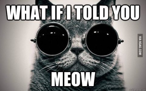 2000 Mercury Grand Marquis - A cat wearing sunglasses and a meme overlay reads 'WHAT IF I TOLD YOU MEOW'.