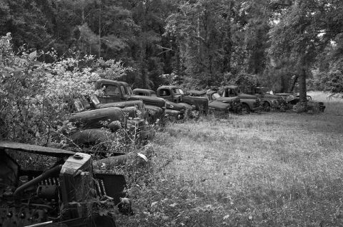 1982 Ford F-100 - A collection of vintage trucks sits abandoned in a grassy, overgrown lot surrounded by trees.