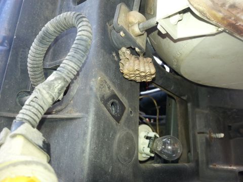 1994 Ford Bronco - A wasp nest has formed on the headlight assembly bracket of a vehicle, near the bulb socket.