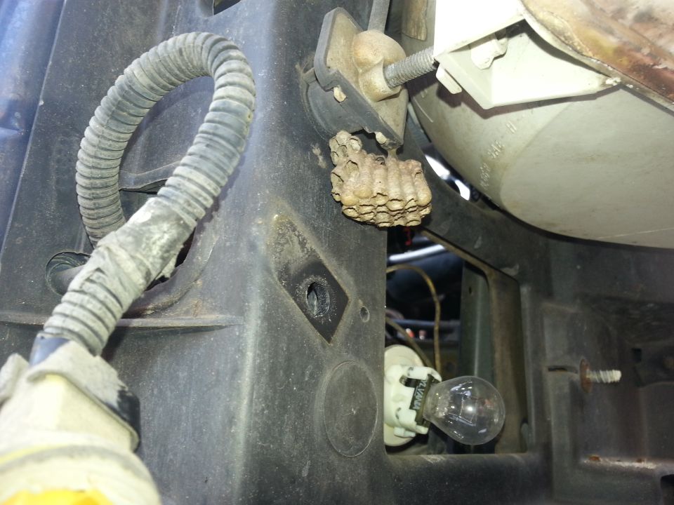 Wasp nest attached to vehicle headlight assembly bracket. Bulb socket and wiring are visible