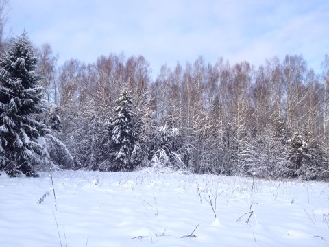 1987 Ford Bronco - A winter landscape features a dense forest covered in snow, with a clear sky overhead.