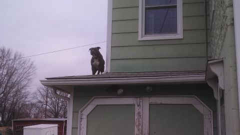 1979 Ford Bronco - A dark-colored dog stands on the roof of a building. The building has light green siding and a dark roof.