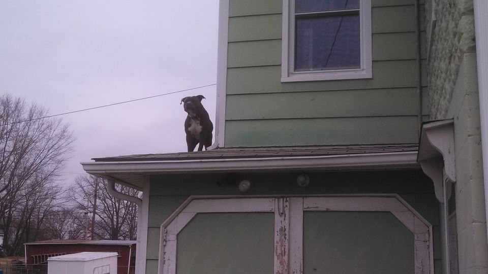 Dog on a roof