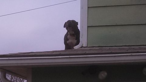 1979 Ford Bronco - A dark-colored dog is standing on a roof next to a downspout. The dog is looking downwards.