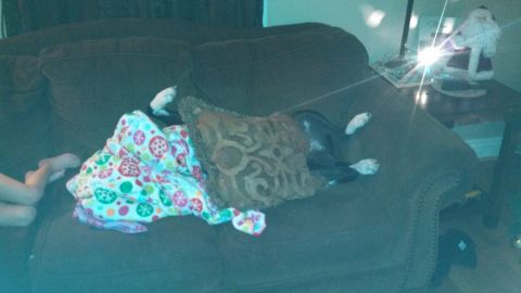 1979 Ford Bronco - A dog is sleeping on a couch, covered by a blanket and a pillow. A child's feet are visible to the left of the blanket.