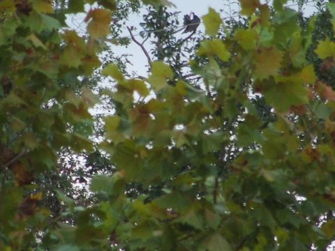 1971 Ford Ranchero - A view of trees with autumn leaves, with the sky peeking through the branches.