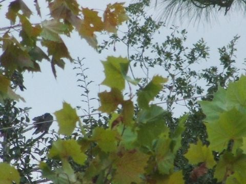 1971 Ford Ranchero - A bird sits on a wire, surrounded by foliage and branches against a cloudy sky.