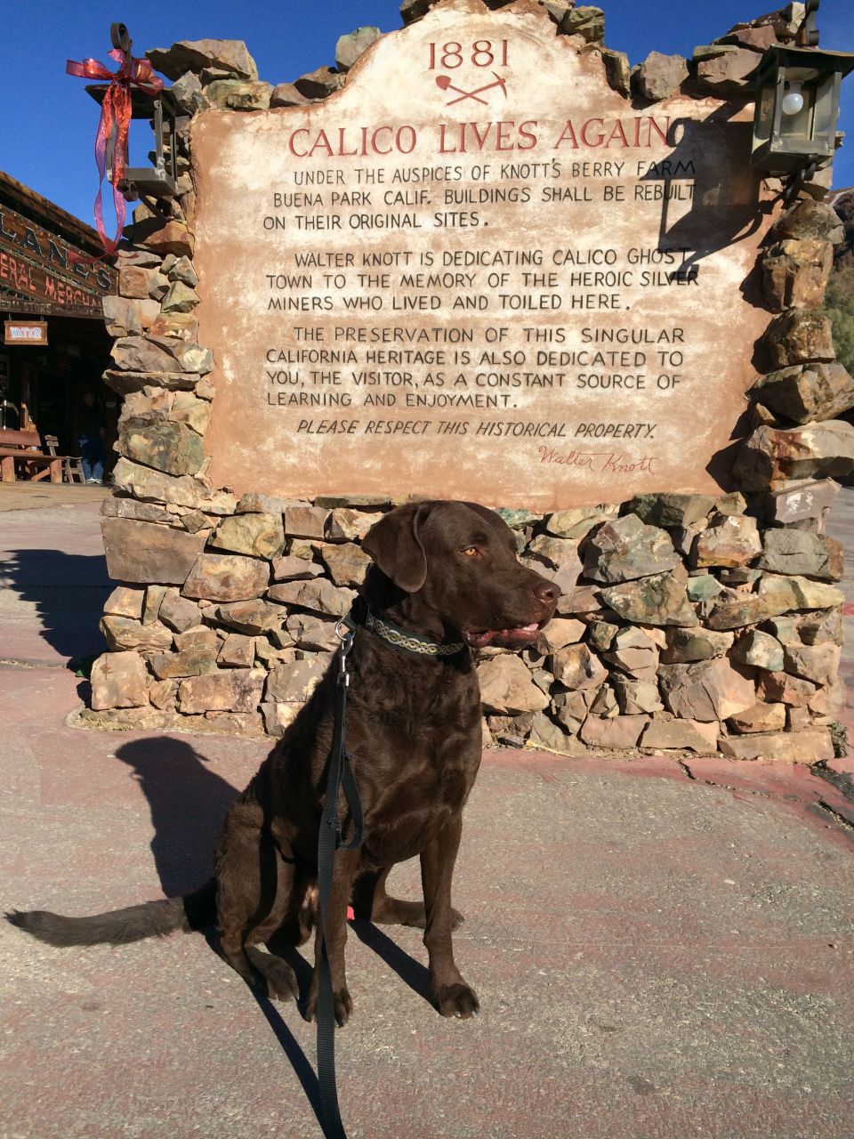 Chocolate lab dog sits before a historical marker for Calico Ghost Town