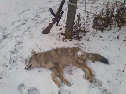 1963 Hummer H3 - A coyote lies dead in the snow next to a rifle, with a wooden post and brush in the background.