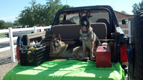 1991 Ford Bronco - Two dogs are relaxing in the open bed of a truck, with a toolbox and a crate nearby.