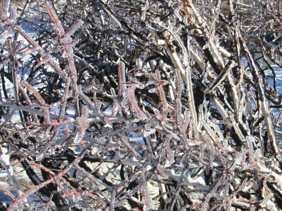 Ice-covered tangle of tree branches in winter sunlight