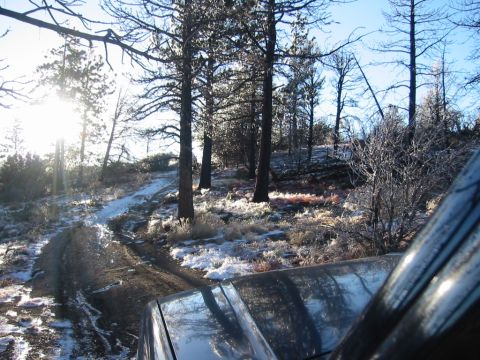 1985 Ford Bronco - another tree on the trail