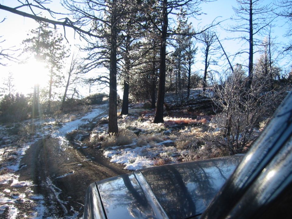 another tree on the trail