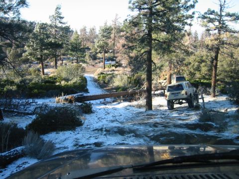 1985 Ford Bronco - and another tree on the trail