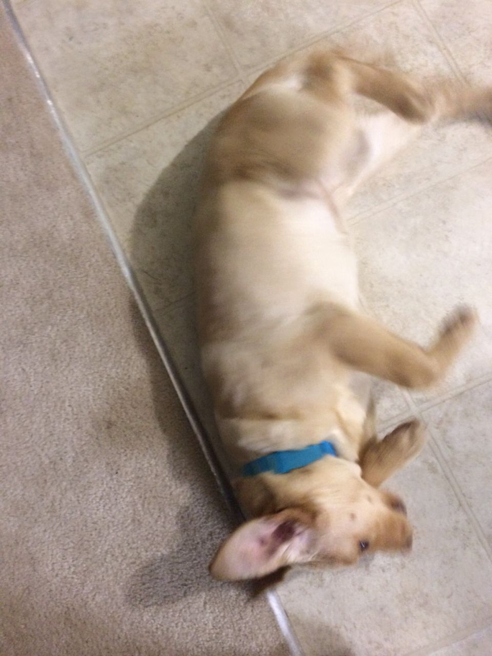 Yellow lab puppy with blue collar on its back on tiled floor