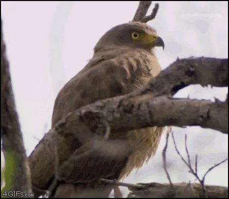 2000 Mercury Grand Marquis - A hawk sits on a branch, looking to the right.