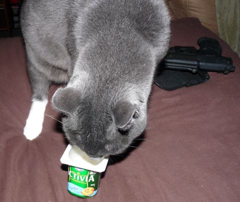 2006 Ford E350 - A gray cat is focused on eating a yogurt cup, with a handgun and holster visible in the background.