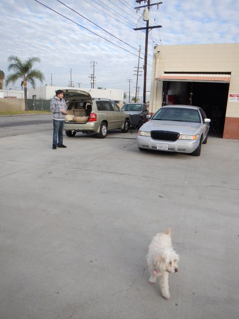 2003 Ford Crown Victoria - silver four-door sedan and a gold SUV with open hatch sit outside an auto shop while a small white dog walks across the lot.