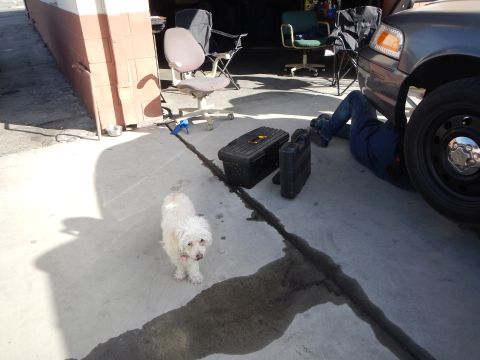2003 Ford Crown Victoria - small white dog stands on cracked shop concrete near toolboxes while someone works under a nearby sedan in the lot.