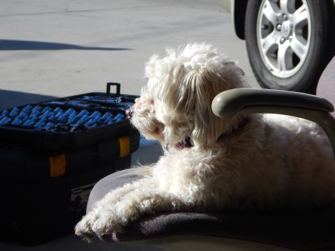 2003 Ford Crown Victoria - small white curly-coated dog lounges on a padded office chair next to a parked vehicle's wheel and an open tool case.