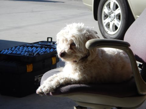 2003 Ford Crown Victoria - fluffy white dog sits upright on an office chair beside a car wheel and a blue-foam-lined tool case in a paved lot.