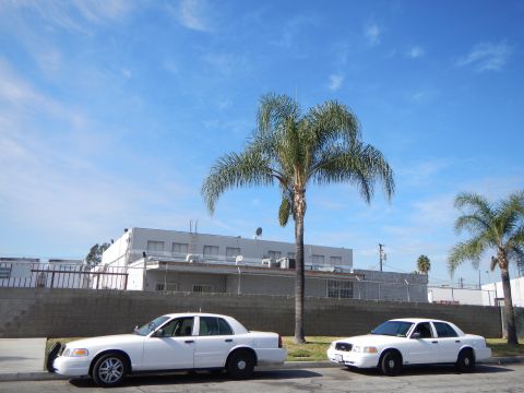 2003 Ford Crown Victoria - Two white Ford full-size sedans parked along a curb beneath tall palm trees in front of a white industrial building.