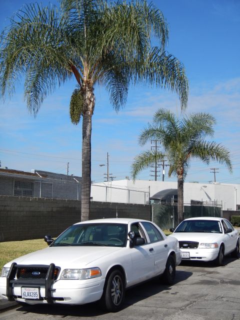 2003 Ford Crown Victoria - Two white Ford full-size sedans parked at a curb beneath palm trees in front of a white building under a clear blue sky.