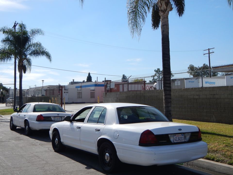 Two white Crown Victoria sedans parked along a curb by a palm tree