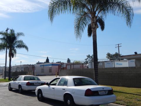 2003 Ford Crown Victoria - Two white Crown Victoria sedans parked at a curb beneath palm trees against a bright, mostly clear blue sky.