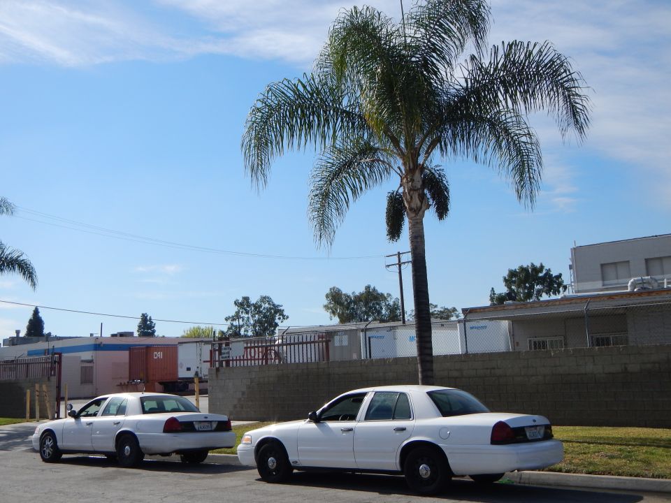 Two white sedans parked in a lot beside a large palm tree
